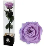 Stabilizovaná růže na stonku 30 cm