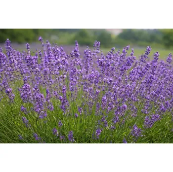 sazenice trvalky levandule lékařská úzkolistá 'Munstead Dwarf'