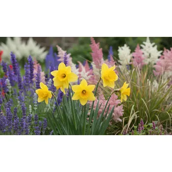 Semeno Narcis 'Carlton' 5 ks Velikost cibulí: 12/14