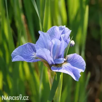 Cibulovina Kosatec - Imperial Velvet Sibirica .: 1 ks