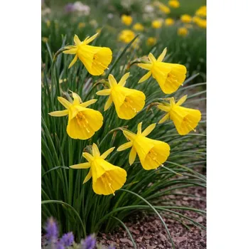 Semeno Narcis 'Casual elegance bulbocodium' 5 ks