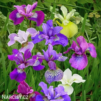 Cibulovina Kosatec - Směs sibiřských kosatců .: 3 ks