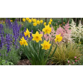 Semeno Narcis 'Barenwyn' 5 ks Velikost cibulí: 12/14