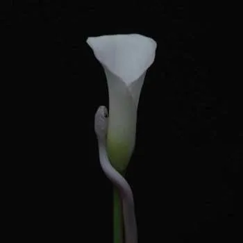 Zahraniční hudba LP Animals As Leaders: Parrhesia LTD | CLR 2022 Coloured Neon Orange Vinyl Limited Edition