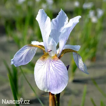 Cibulovina Kosatec - Rowe sibirica .: 1 ks