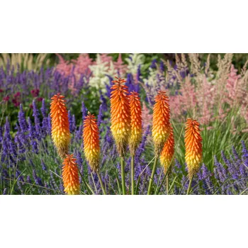 Semeno Mnohokvět Uvaria 1 ks