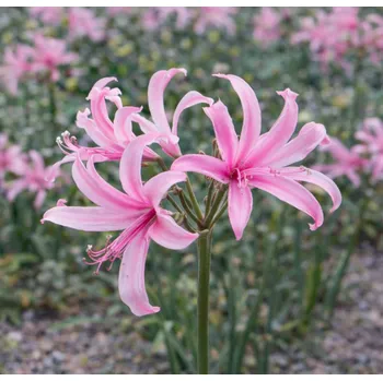 Semeno Nerine 'Bowdenii' 3 ks