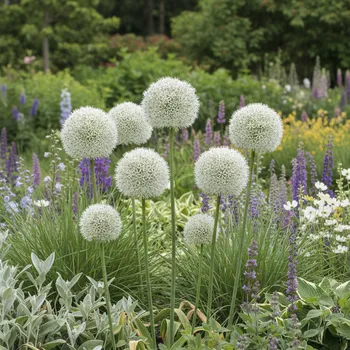 Semeno Okrasný česnek 'White Giant' 1 ks