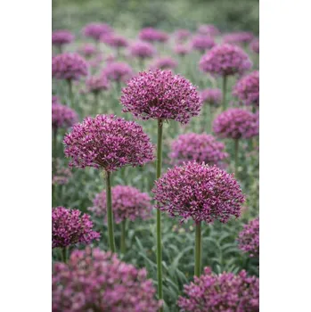 Semeno Okrasný česnek 'Magic' 5 ks