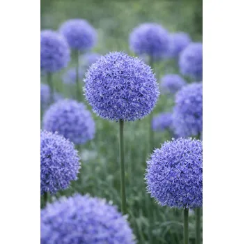 Semeno Okrasný česnek 'Caeruleum Azureum' 10 ks