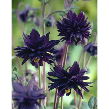 Semeno Orlíček Black Barlow 3 ks