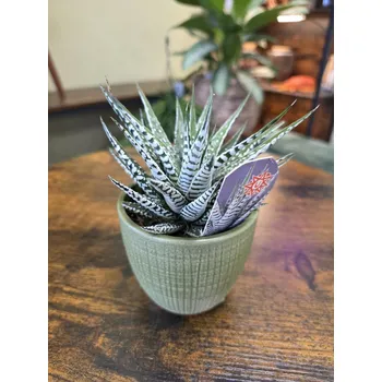 Haworthia Fasciata (Pokojovka na přímé slunko)