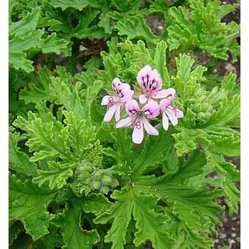 Semeno Lukon Glads Voňavý muškát - pelargonium graveolens