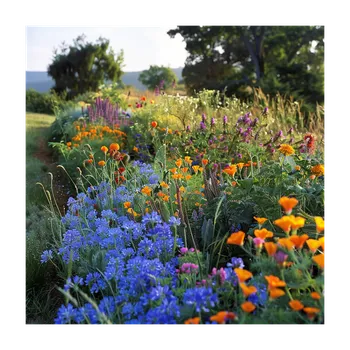 Semeno Planta Naturalis Semínková směs Letničky pro včely 10 g