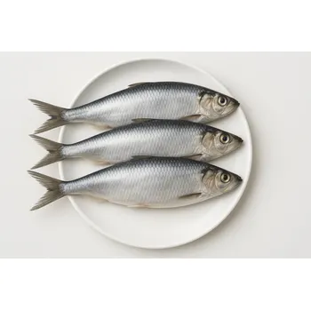 Návnadová surovina SLEĎ BALTSKÝ CELÝ MINI - Mražené nástražní ryby - 15 - 20 cm - 3 kg