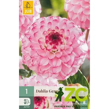 Cibulovina Karta - Jiřina GENOVA (1 hlíza) "B"