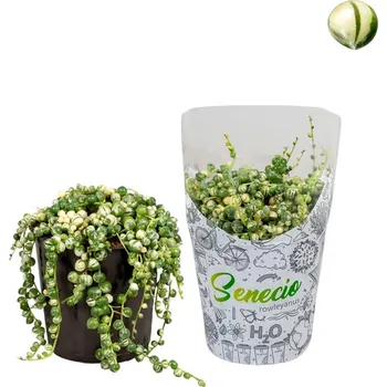 Náhrdelník Senecio rowleyanus 'Variegata' 2.jakost