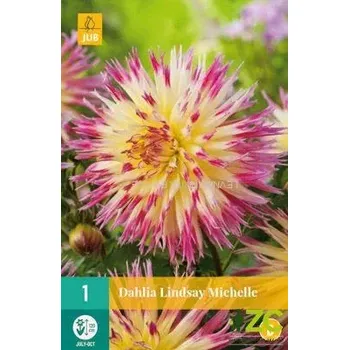 Cibulovina Karta - Jiřina LINDSAY MICHELLE (1 hlíza) "B+"