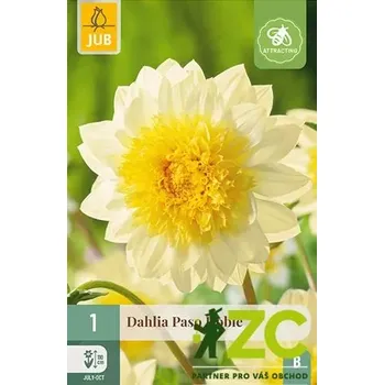 Cibulovina Karta - Jiřina PASO DOBLE (1 hlíza) "B"