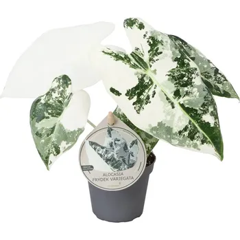 Alocasia micholitziana 'Frydek Variegata' 2. jakost
