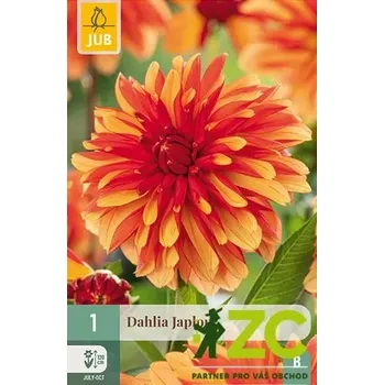 Cibulovina Karta - Jiřina JAPLOU (1 hlíza) "B+"