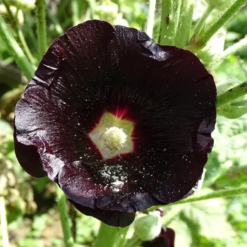 Semeno Topolovka Nigra - Alcea nigra - prostokořenná sazenice topolovky - 1 ks