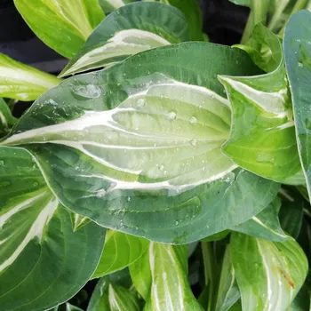 Semeno Funkie - Hosta Snake Eyes - hlízy hosty - 1 ks