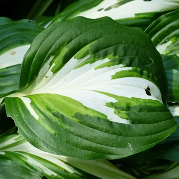 Semeno Funkie - Hosta Mediovariegata - hlízy hosty - 1 ks