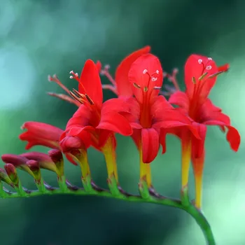 Cibulovina Montbrécie Lucifer - Crocosmia - hlízy montbrécií - 4 ks