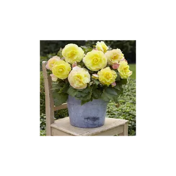 Semeno Begonie plnokvětá žlutá - Begonia superba - hlízy begonie - 2 ks