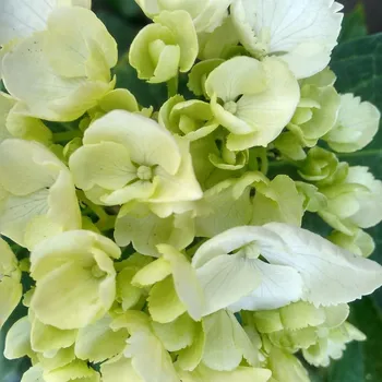 Semeno Plaménka Orchid Green - Phlox - prostokořenné sazenice plaménky - 1 ks