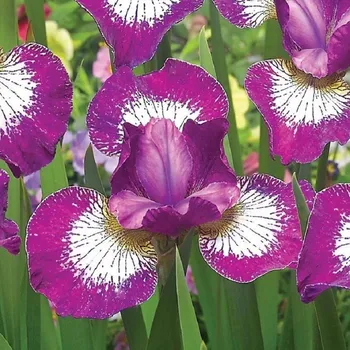 Cibulovina Kosatec sibiřský Currier - Iris sibirica - hlízy kosatců - 1&nbsp;ks