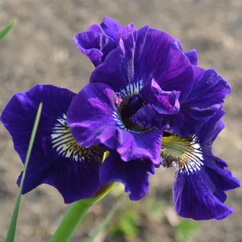 Semeno Kosatec sibiřský Kaboom - Iris sibirica - hlízy kosatce - 1&nbsp;ks