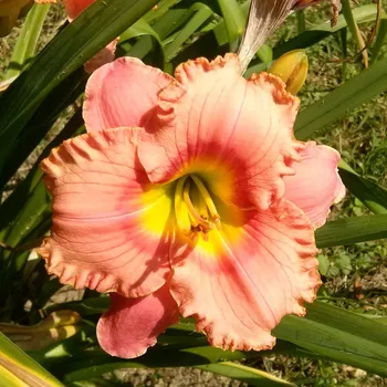 Cibulovina Denivka Longsfield Glory - Hemerocallis - hlízy denivky - 1&nbsp;ks