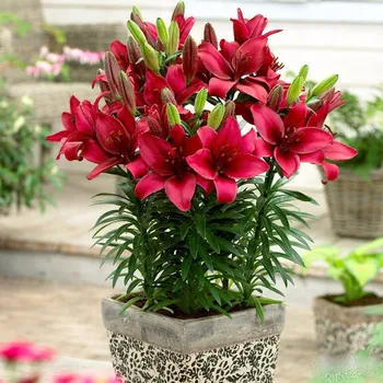 Cibulovina Lilie Cavoli - Lilium - cibule lilií - 1&nbsp;ks