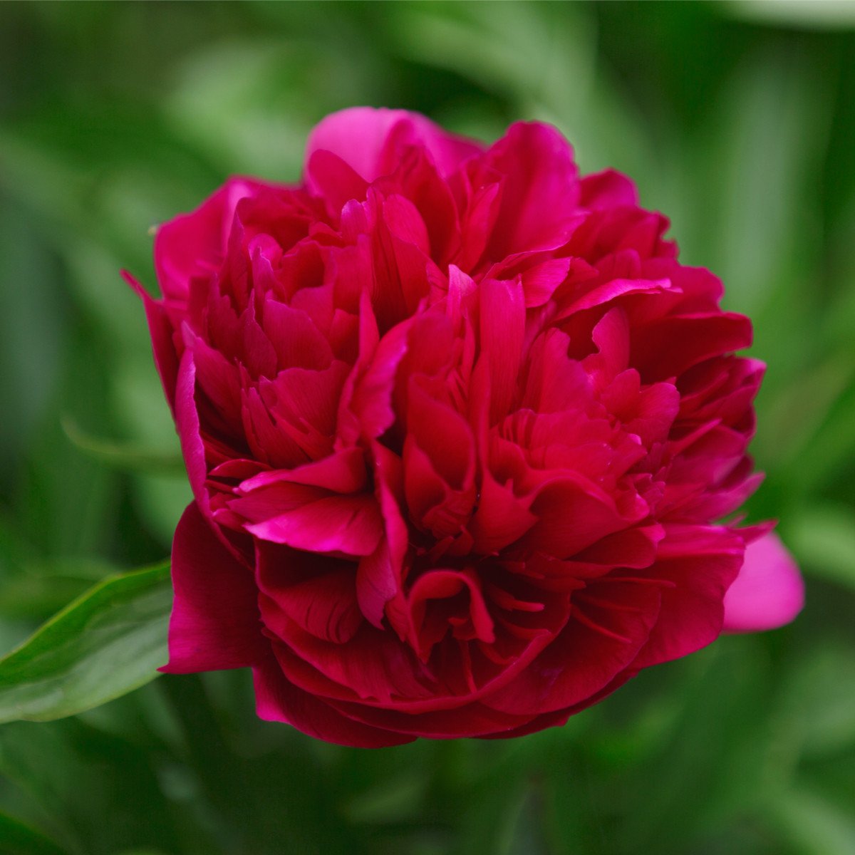 Pivoňka Big Ben - Paeonia lactiflora - hlízy pivoněk - 1 ks