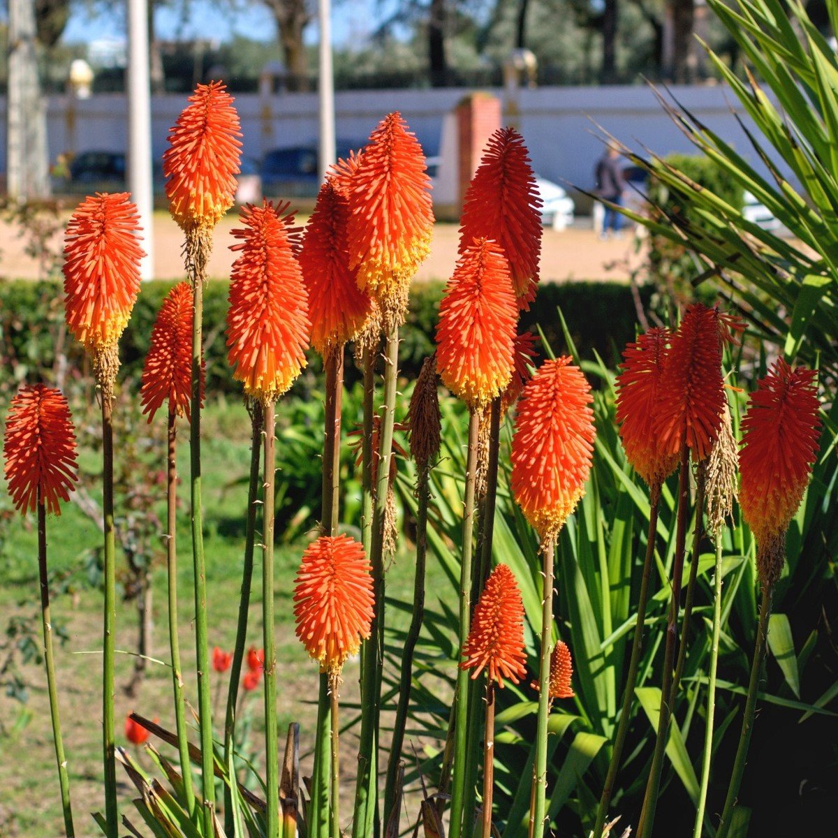 Mnohokvět oranžový - Kleopatřina jehla - Kniphofia - prostokořenná sazenice mnohokvětu - 1 ks