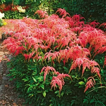 Semeno Čechrava Thunbergii Straussenfeder - Astilbe - hlízy čechravy - 1 ks