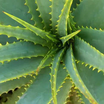 Semeno Aloe vera - Barbadensis miller - semena aloe - 6 ks