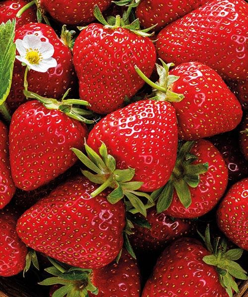 Jahodník 'Ostara' / stáleplodící - FRIGO sadba