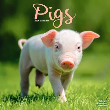 Kalendář Kalendář 2026 Pigs