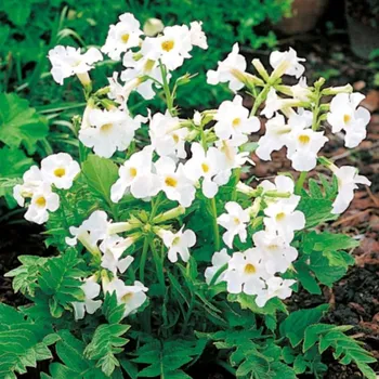 Semeno Dvojostice bílá - Incarvillea delavayi - hlízy dvojostice - 1 ks