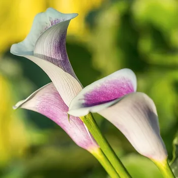 Semeno Kala Picasso - Zantedeschia - hlízy kaly - 1 ks