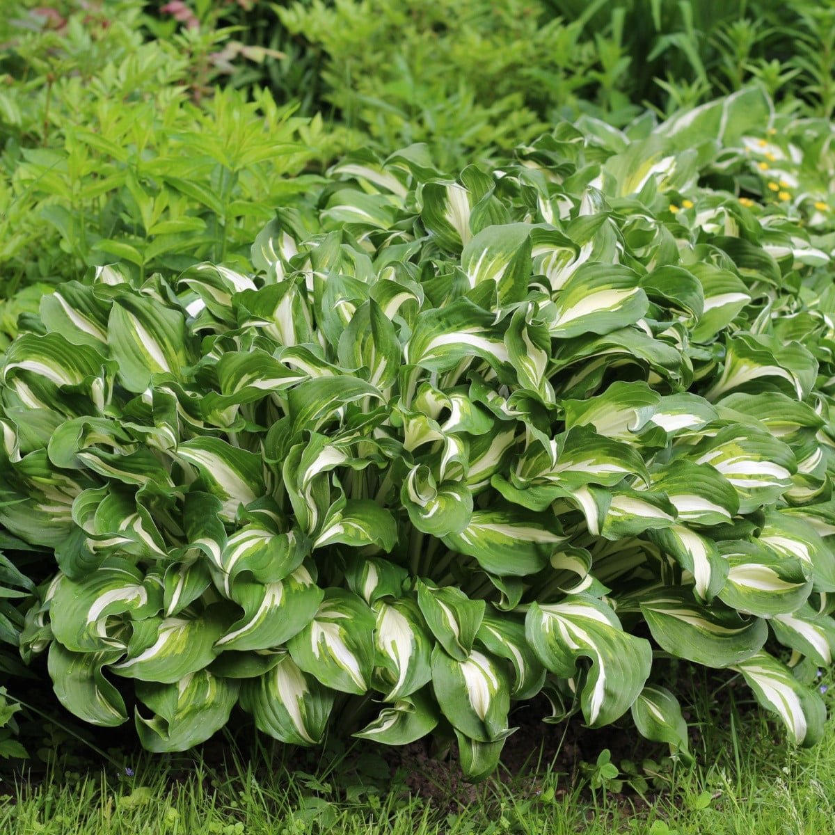 Bohyška - Hosta Mediovariegata - hlízy bohyšky - 1 ks
