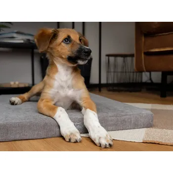 TrendPet Vitamedog 95 °C ortopedická matrace pro psa Velikost: 75x55x5 cm