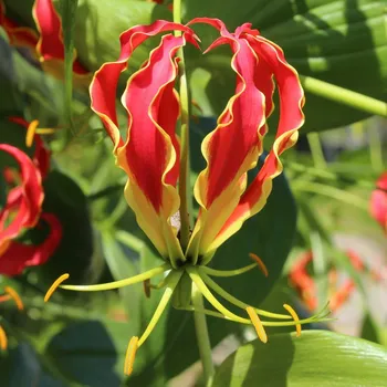 Semeno Glorióza popínavá - Gloriosa rotschildana - hlízy gloriózy - 1 ks