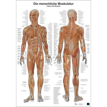 Diář Anatomie-Lerntafel - Die menschliche Muskulatur