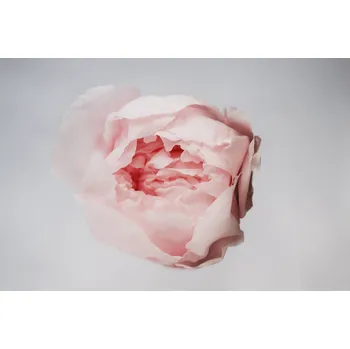 umělá květina Stabilizované květiny pivoňka - růžová