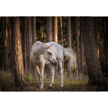 Fototapeta Fototapeta KONĚ CVAL LESA STROMY VLÍS 312x219