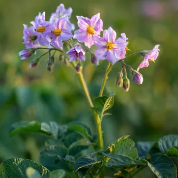Semeno Brambory Jubila F1 - Solanum tuberosum - semena brambor - 1&nbsp;ks
